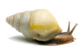 Limicolaria aethiops Nigeria albino shell juvenil